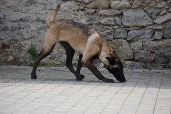 Spürhunde