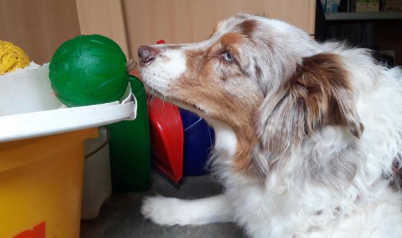 Nisha ist ein Spürhundprofi - ihre Holzklammer ist in einem Ball versteckt