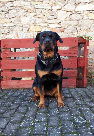 Juno, BH-Training und Spürhunde