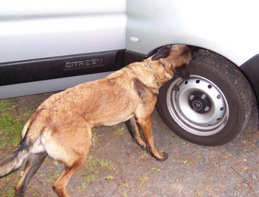 Spürhundgruppe trainiert auch mal an Fahrzeugen
