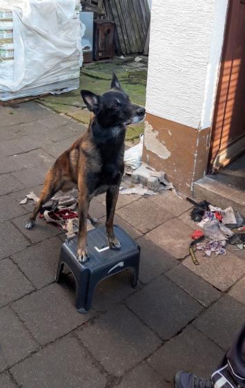mit den Vorderpfoten stabil auf der Box stehen