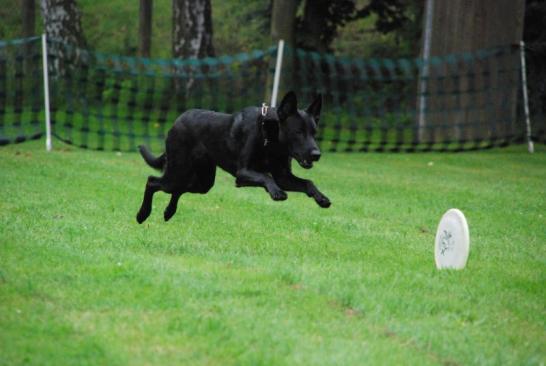 Frisbee - Anfängertraining